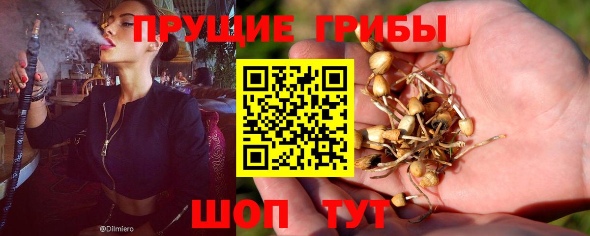 Красноуфимск  Галлюциногенные грибы Psilocybine cubensis  Вход с VPN 